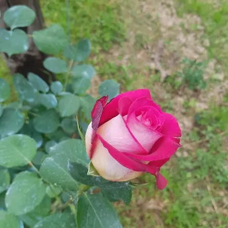 The Flowers Rose *