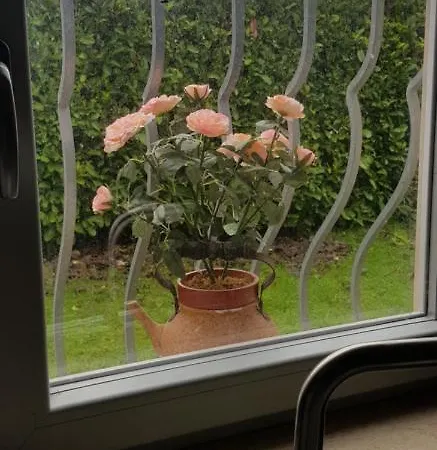 아파트 The Flowers Rose